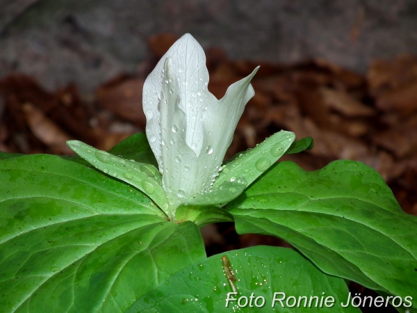 Trillium sessile alba